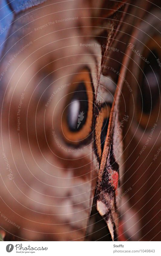 One flap flapping butterfly wings morphoid age blue Morphof age Wing pattern Butterfly Morpho peleides Grand piano Noble butterfly eye stains mimicry