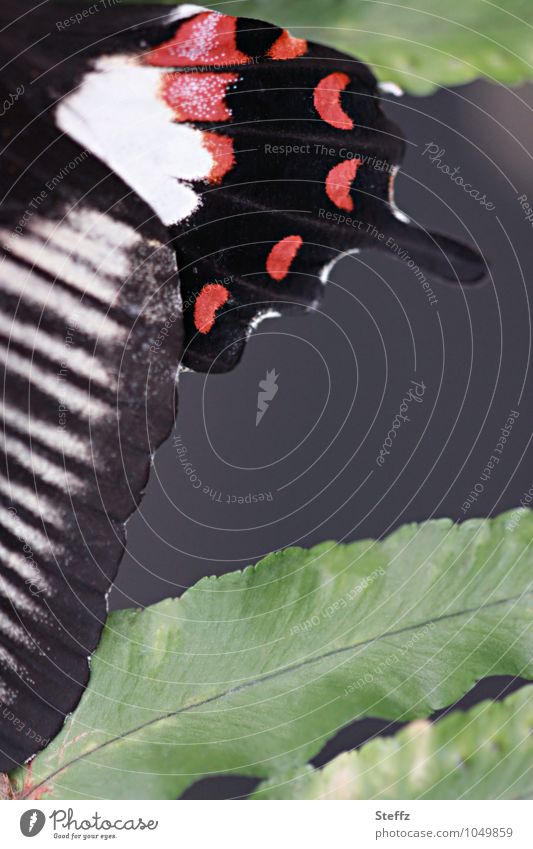 Wings from the female of the Lesser Mormon Swallowtails & apollos Little Mormon Papilio Polytes mimicry Female butterfly Butterfly partial view Noble butterfly