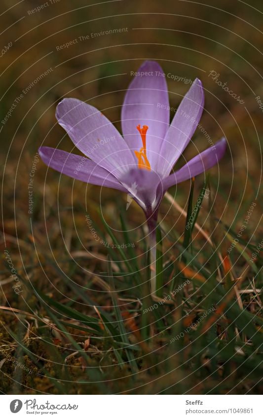 Longing for the sun crocus flowering crocus Spring crocus wide open Domestic Nordic Nordic nature knapweed local plant Nordic wild plant Spring flowering plant