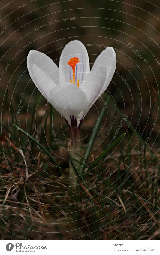 white crocus in march flowering crocus Nordic nature Nordic wild plant Nordic romanticism Domestic native wildflower native wild plant local plant