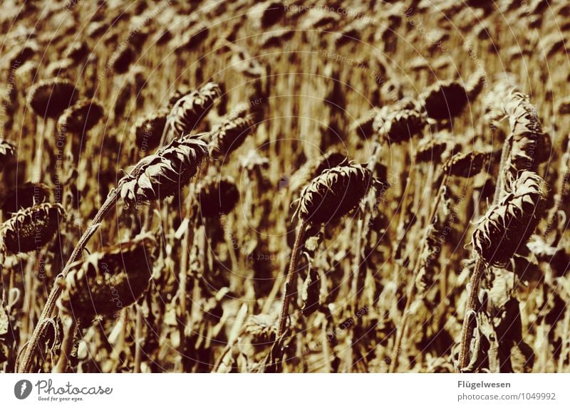 Hanging heads Environment Nature Climate Climate change Plant Grass Bushes Agricultural crop Wild plant Desert To dry up Appetite Thirst Distress Sunflower