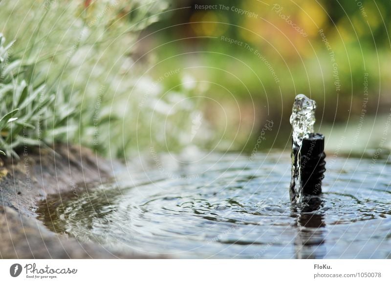 light ripple Nature Water Drops of water Spring Plant Garden Stone Wet Green Water reflection Fountain Splash of water Well Horticulture Colour photo Close-up