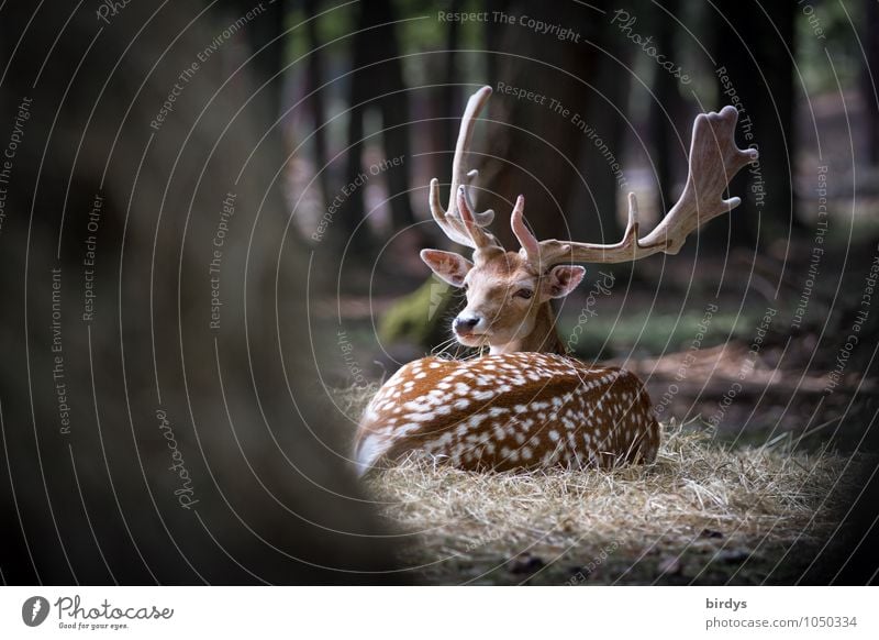 vigilant Summer Tree Forest Wild animal Fallow deer Deer 1 Animal Observe Lie Esthetic Natural Protection Watchfulness Authentic Timidity Discover Nature Senses