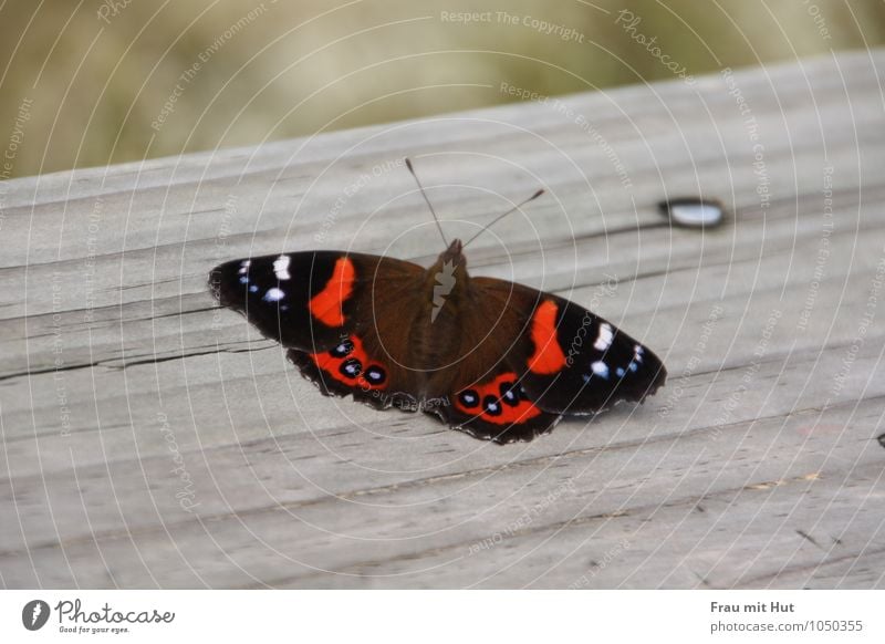 Butterfly on wood Nature Animal Wild animal Wing 1 Wood Ornament Touch Flying Sit Esthetic Free Beautiful Blue Gray Red Black Love of animals Calm Insect