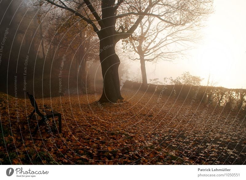 autumn mood Environment Nature Landscape Earth Autumn Weather Fog Forest Freiburg im Breisgau Germany Baden-Wuerttemberg Europe Esthetic Dark Moody Calm