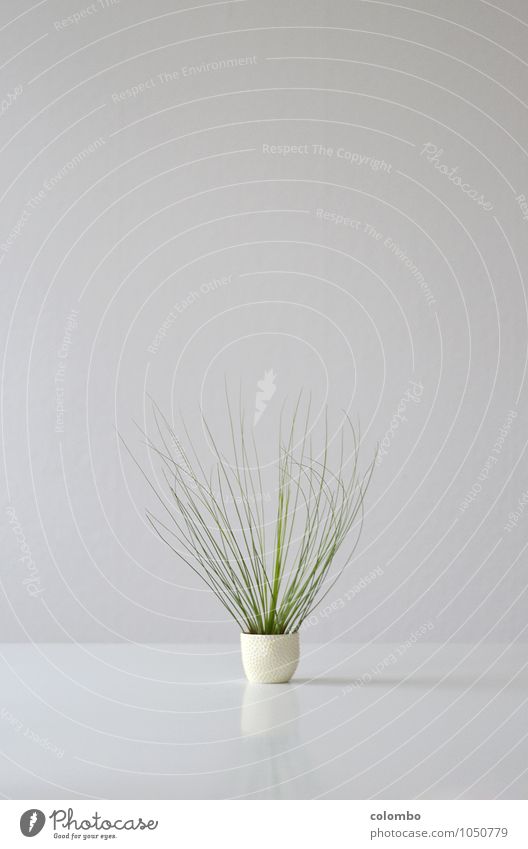 tillandsia Healthy Life Harmonious Calm Meditation Living or residing Flat (apartment) Table Room Environment Nature Plant Air Grass Foliage plant Exotic