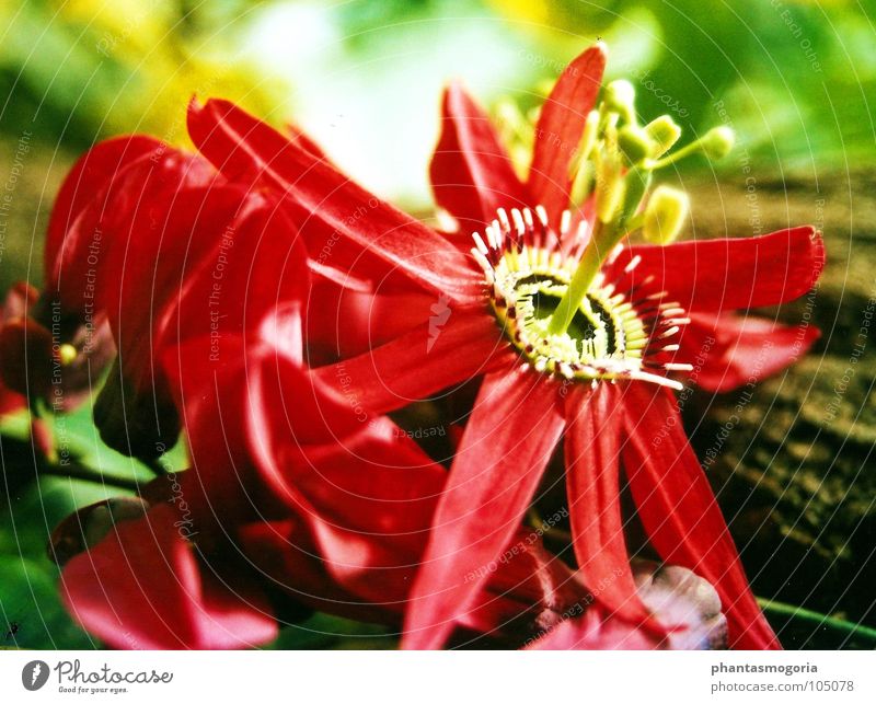 The fiery red flower Red Flower Blossom Summer Botany Fairy tale Macro (Extreme close-up) Close-up Garden Botanical gardens