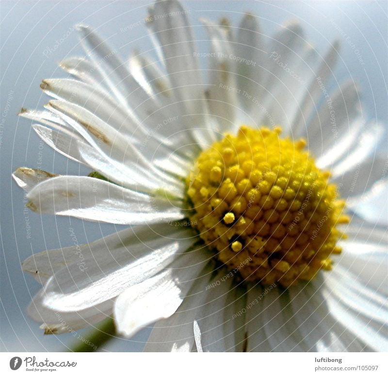 crown..on the roof of leaves Yellow White Flower Daisy Pollen Blossom Nature Blossom leave Macro (Extreme close-up)