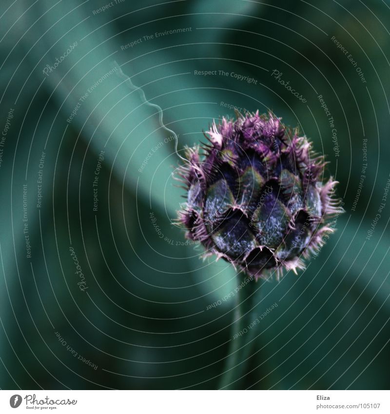 Violet Inside Tiny hair Green Blur Flower Plant Closed Mysterious Dark Soft Thorny Stalk Square Nature Cyan Turquoise Dreary Macro (Extreme close-up) Close-up