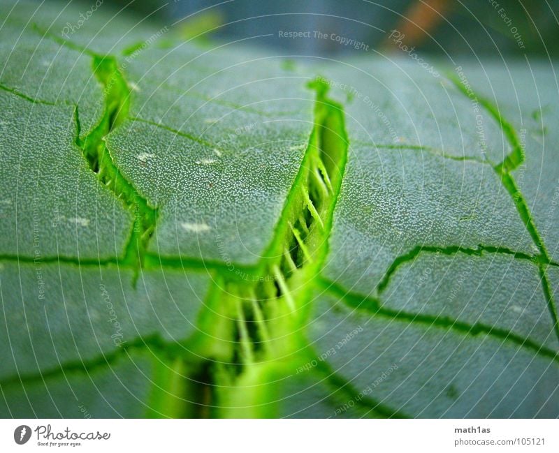 Green cracks France Maturing time Blow up Plant Macro (Extreme close-up) Close-up Spring Crack & Rip & Tear Aloe les arce Growth Nature