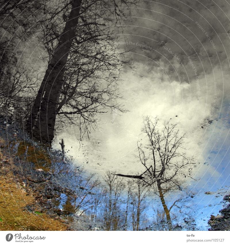 bottom-up Mirror Reflection Puddle Forest Vague Mirror image Unclear Inverted Fairy tale Water Sky Painted