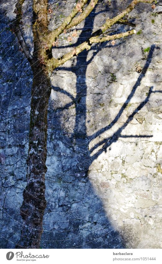 L'arbre bleu Environment Plant Tree Wall (barrier) Wall (building) Stone Stand Exceptional Blue Esthetic Bizarre Colour Power Nature Senses Growth Change Bleak