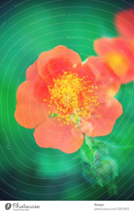 Flower Multiple exposure Environment Nature Plant bleed Garden Blossoming green Orange spring Spring fever Double exposure Exterior shot Experimental Deserted