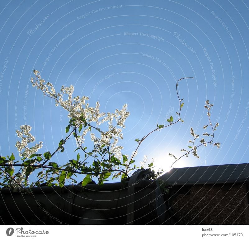 noonday sun Plant Flower White Green House (Residential Structure) Roof Rain gutter Strong Light Environment Midday Sun Radiation Dark Search Background picture