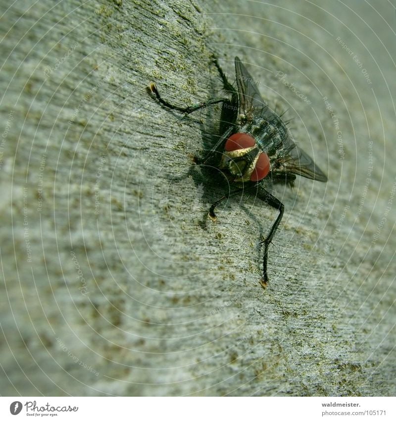 My fly sees everything! Fly Flesh fly Insect Macro (Extreme close-up) Looking Disgust bothersome