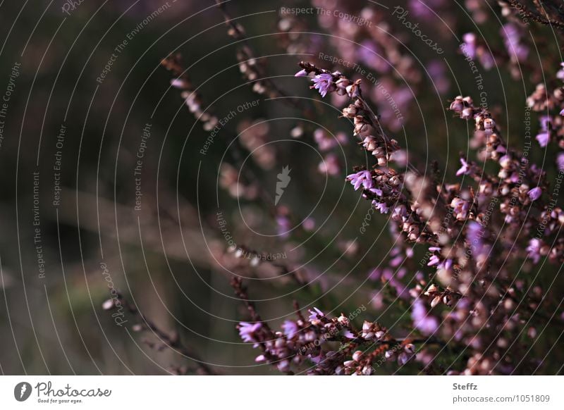 Heath in September Heathland Nordic Nordic nature Nordic romanticism Domestic native wild plant heathen atmosphere heather blossom October Nordic wild plants