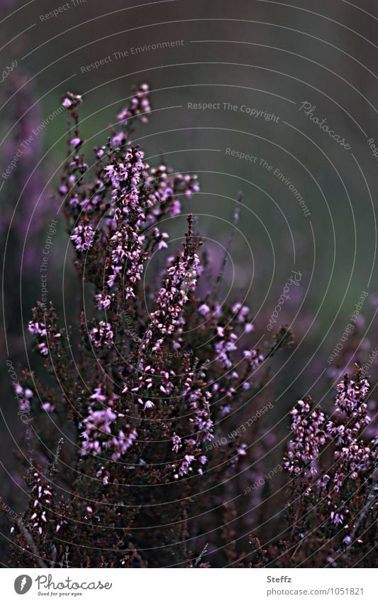 Heath in September Heathland broom heathen heather Nordic romanticism Nordic wild plants Nordic flora Nordic nature Mysterious Poetic Picturesque Early fall