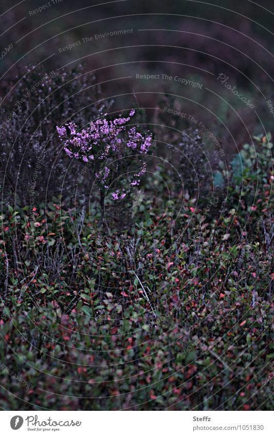 a piece of heath Autumn Heather Heathland native wild plants Nordic nature indigenous nature Nordic romanticism Nordic flora Nordic wild plants Blueberry