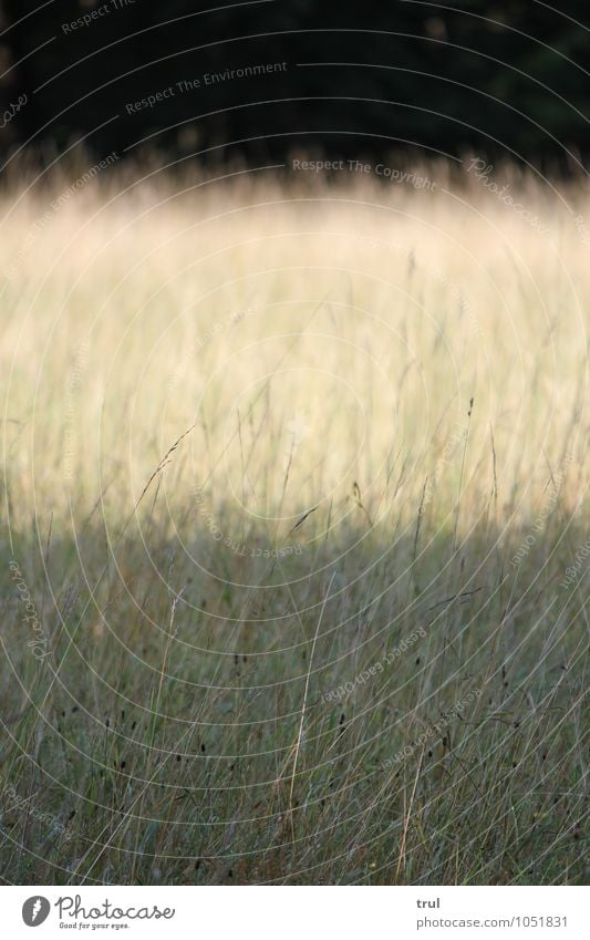 3 layers Nature Landscape Sunlight Summer Grass Bushes Park Meadow Level Contrast Stripe Bright Dark Colour photo Exterior shot Deserted Neutral Background