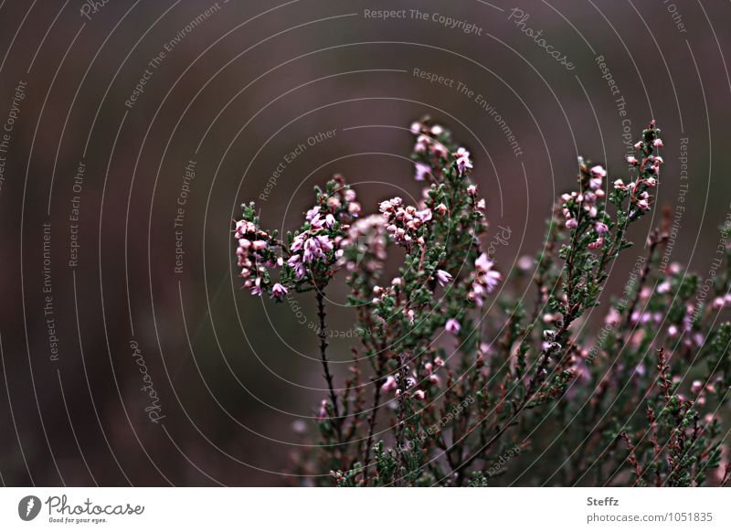 Heath slowly fades Heathland heathen atmosphere Nordic nature Nordic romanticism native wild plants Nordic wild plants Domestic Nordic plants native shrub Faded