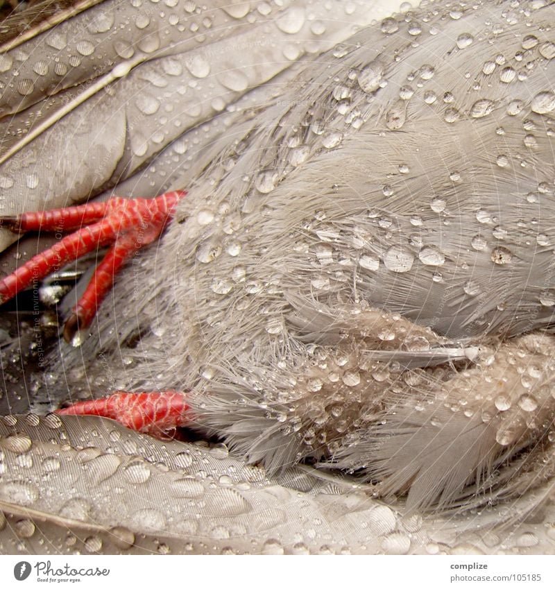 the wet city dweller! Pigeon Death Wet Fresh Gray Feather Downy feather Claw Corpse Ace Red Watertight Flying Grief Distress Transience Bird Drops of water