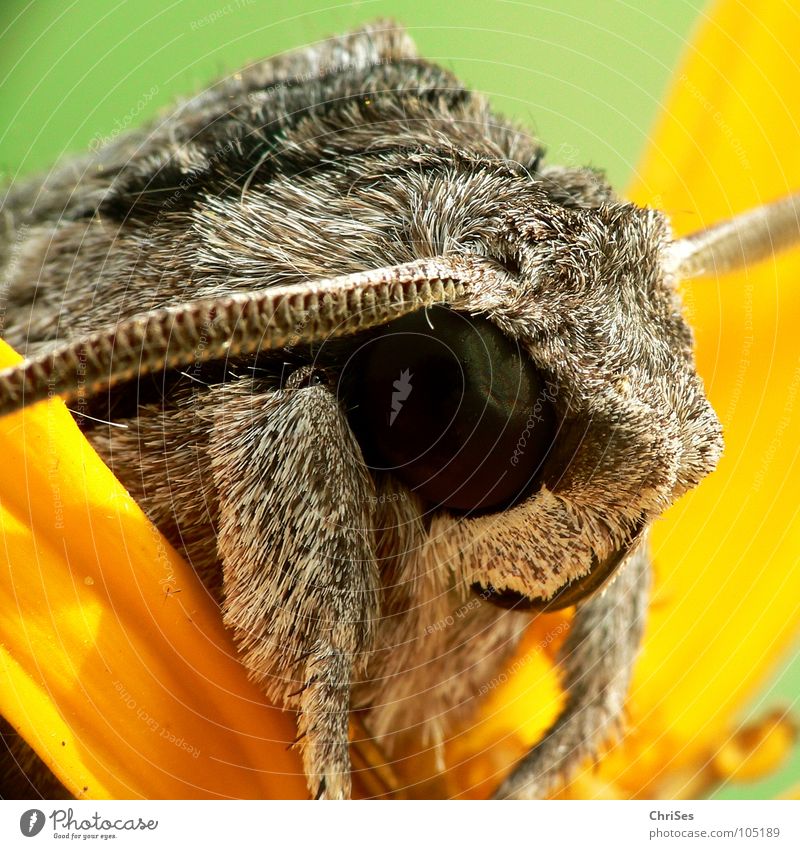 continue story : Windenschwärmer_01 (Agrius convolvuli) Morning glory sphinx moth Insect Animal Summer Gray Brown Yellow Feeler Hiking Moth Camouflage colour