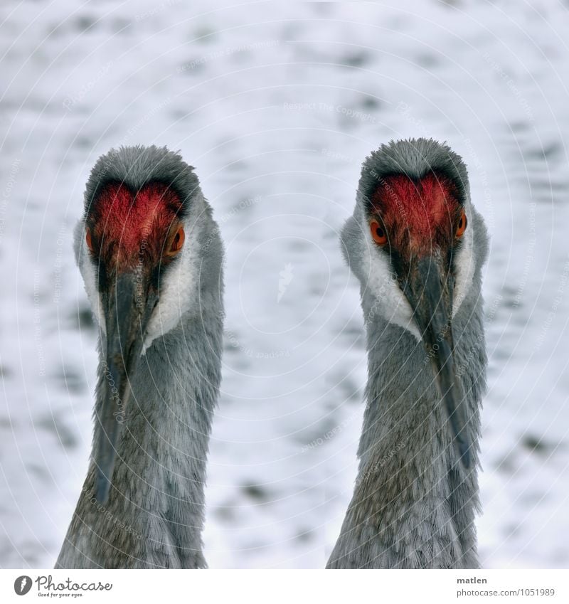 double head Snow Animal Bird 2 Gray Red White Crane Eyes Neck Beak Double portrait double-headed Colour photo Exterior shot Deserted Copy Space top Day