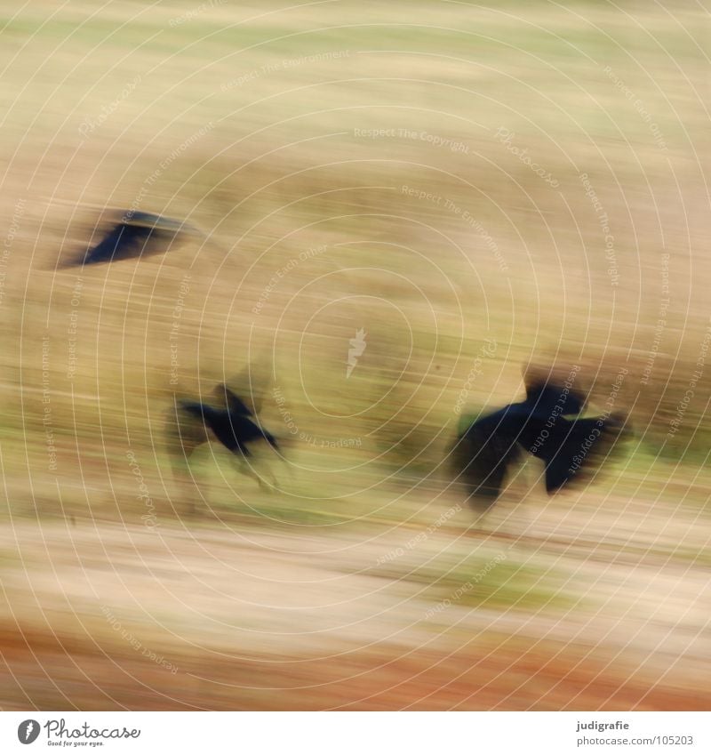 crows Crow Bird Raven birds 3 Blur Animal Colour Power Force Flying Movement Dynamics Aviation Wing Nature