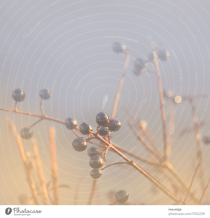 . .... . . .. . Environment Nature Plant Bushes Garden Park Round Beautiful Blue Gold Violet Freedom Calm Moody Leafless Berries Delicious Berry bushes Autumnal