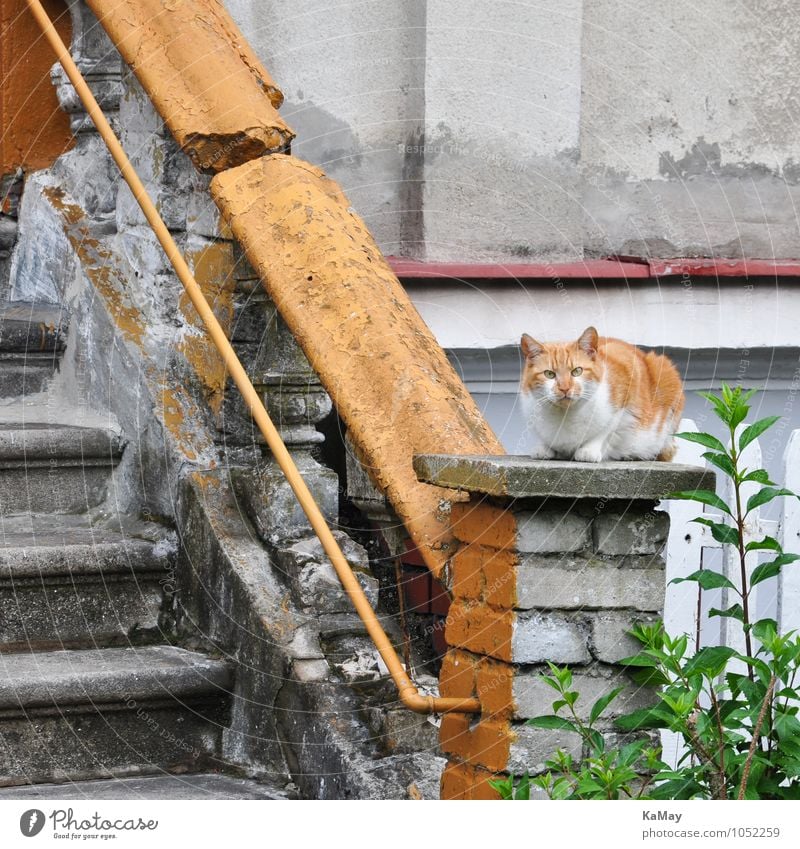 What are you...? Summer House (Residential Structure) Animal Beautiful weather Small Town Old town Deserted Detached house Ruin Manmade structures Building