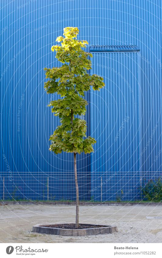 Summer sky blue Trip Factory Industry Environment Tree Industrial plant Facade Lanes & trails Metal Breathe Wait Friendliness Beautiful Warmth Blue Gray Green