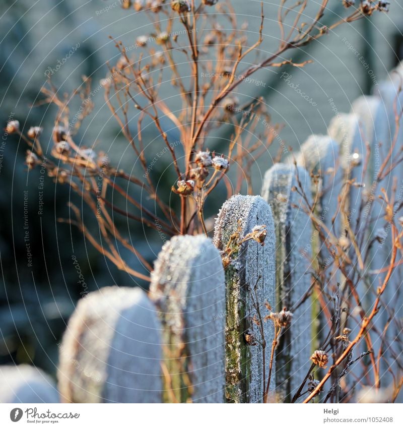 Winter morning sun... Environment Nature Plant Beautiful weather Ice Frost Garden Fence Wood Old Freeze Illuminate Stand To dry up Esthetic Authentic Cold