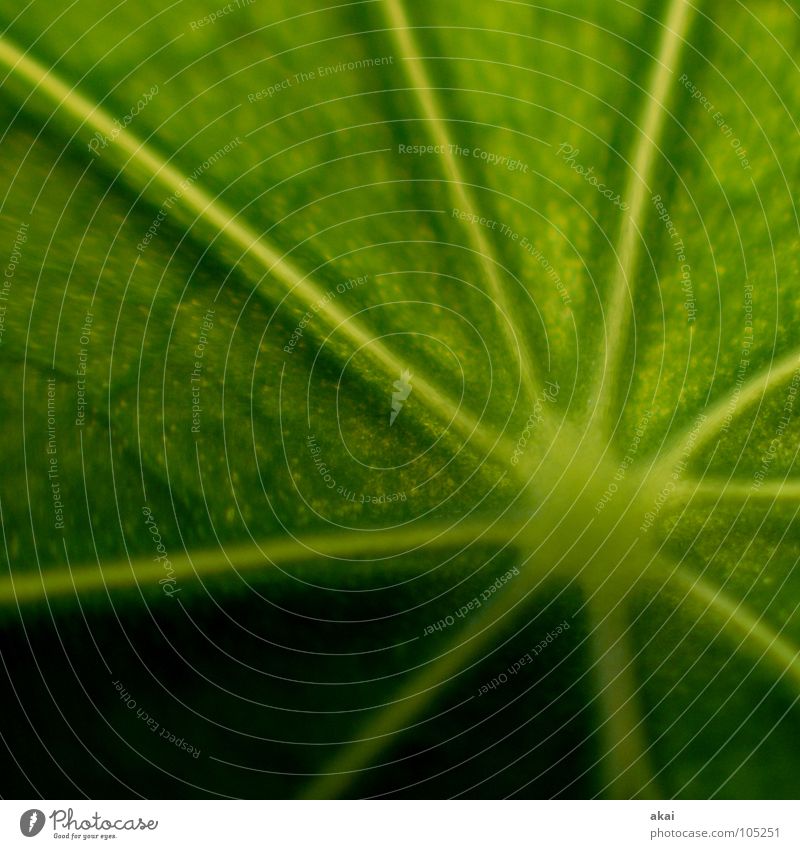 The sheet 17 Plant Virgin forest South America Wilderness Green Botany Part of the plant Verdant Environment Bushes Wild plant Macro (Extreme close-up) Close-up