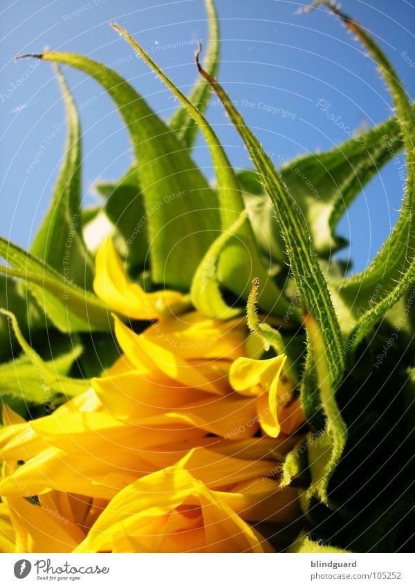 blossoming Sunflower Bulb Blossom Green Plant Biology Gardener Summer Perspective Tendril Flourish Growth Yellow Occur Blossoming Deploy Sunflower oil Park