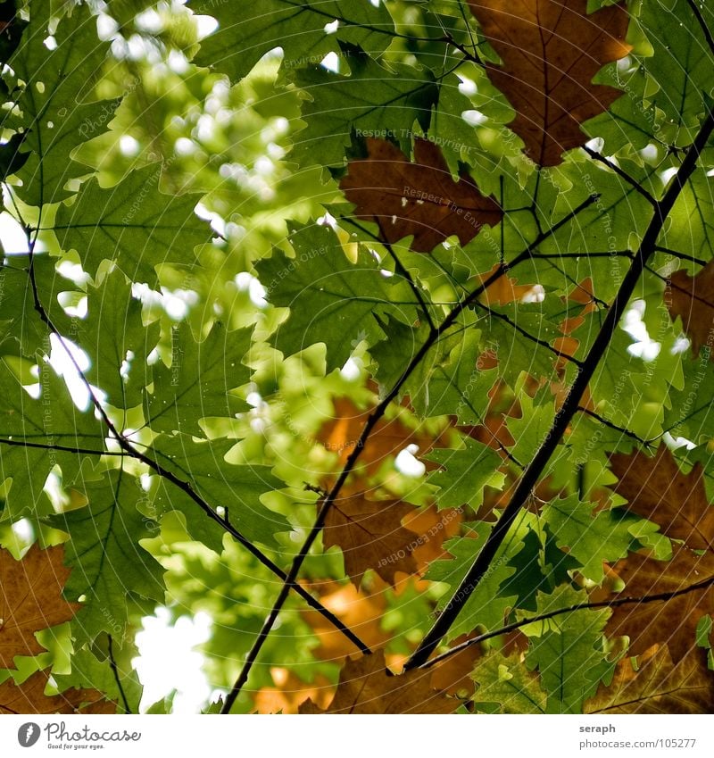 Autumnal Foliage Tree Maple tree Maple leaf Leaf acer Leaf canopy Nature Seasons Leaf filament Rachis Leaf green Colour Colouring Plant Deciduous tree Branch