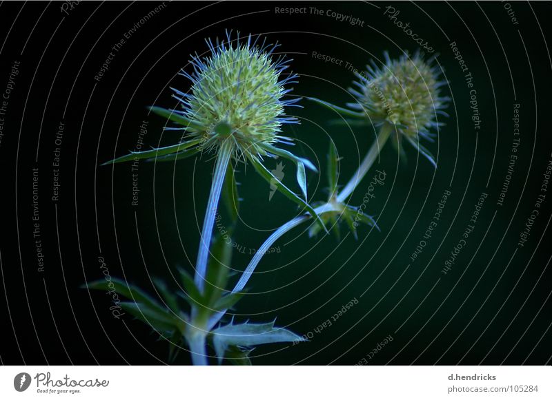 untitled #1 Macro (Extreme close-up) Plant Thistle mourning