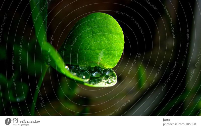 for you... Rain Clover Cloverleaf Fresh Green Macro (Extreme close-up) Close-up Water Drops of water Rope Garden Sun jarts