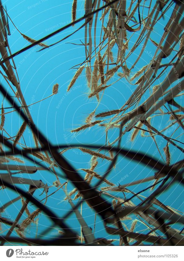 field Field Fresh Yellow Delicious Agriculture Nutrition Worm's-eye view Under Riesa Summer Grain Hoar frost Gold broot Plant Sky Blue Food by