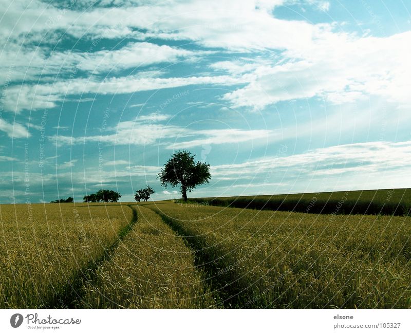 field Field Fresh Yellow Delicious Agriculture Nutrition Riesa Tree Clouds Summer Grain Gold broot Lanes & trails Plant Sky Blue Food elson Nature action Tracks