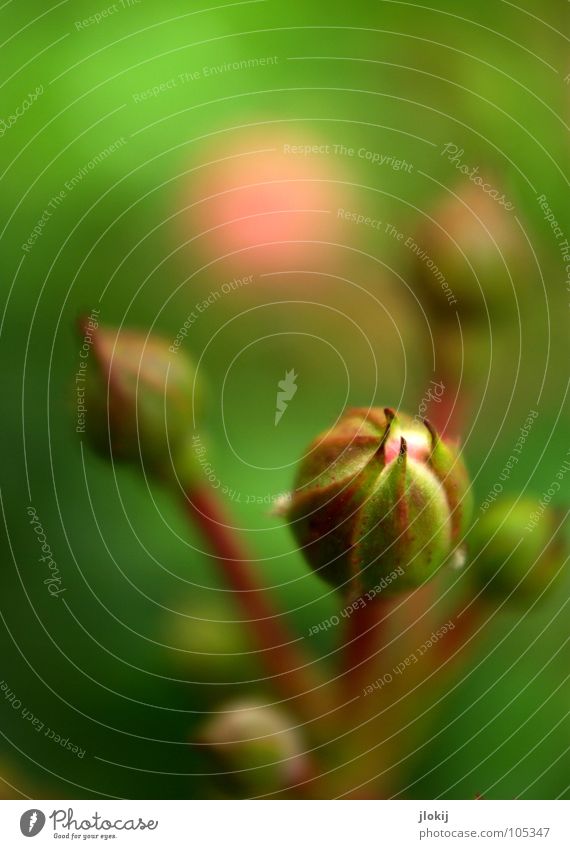 waiting Rose Bushes Plant Blossom Occur Growth Pink Green Blur Background picture Flower Stalk Nature Summer Seasons Garden Park Beautiful Bud Blossoming Wait