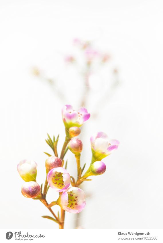 Quite delicate Plant Flower Exotic Blossoming Illuminate Yellow Gold Green Violet White Fragrant Colour photo Interior shot Studio shot Close-up Detail