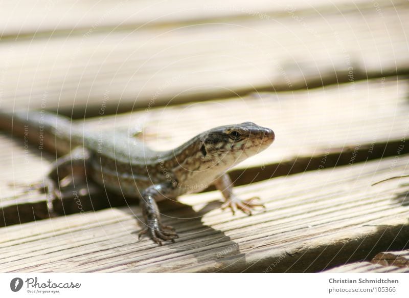 Eidi the lizard Lizards Ibiza Reptiles Saurians Animal Wood Macro (Extreme close-up)