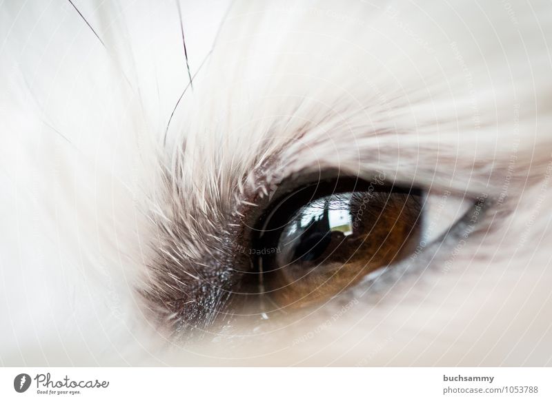 Havanese Eye Animal Pelt Long-haired Pet Dog 1 Small Brown White Eyes bichon Watchdog Colour photo Interior shot Close-up Detail Macro (Extreme close-up)