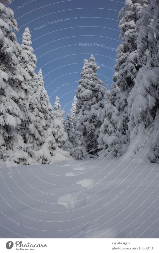 winter wonderland Nature Landscape Plant Cloudless sky Winter Climate Weather Beautiful weather Ice Frost Snow Tree Park Meadow Forest Alps Mountain