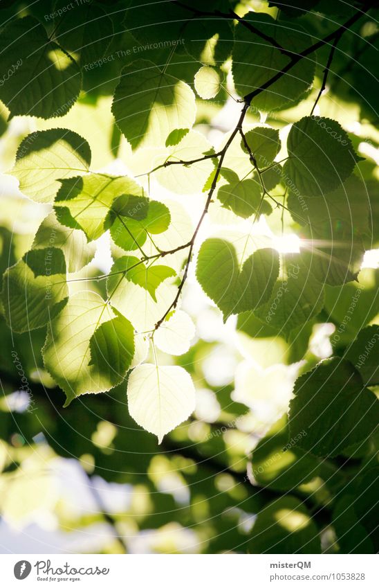 Leaves from Valldemossa. Art Environment Nature Plant Elements Climate Climate change Beautiful weather Esthetic Green Leaf canopy Lighting Forest