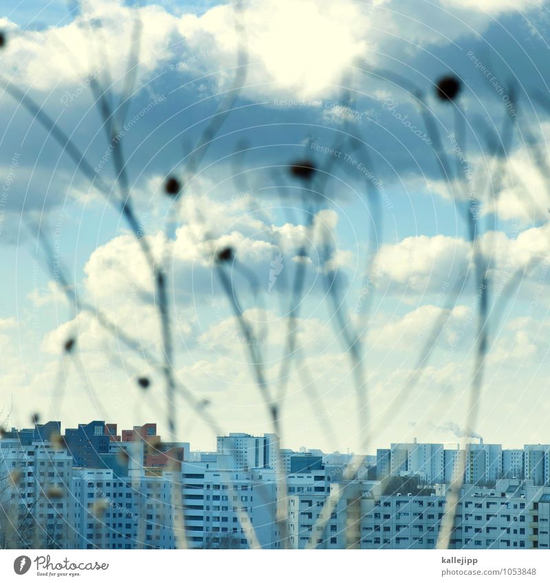 rising high Town High-rise Architecture Poverty skyscraper estate Settlement Ghetto Shriveled Dry Plant Berlin Prefab construction Heaven Clouds Colour photo