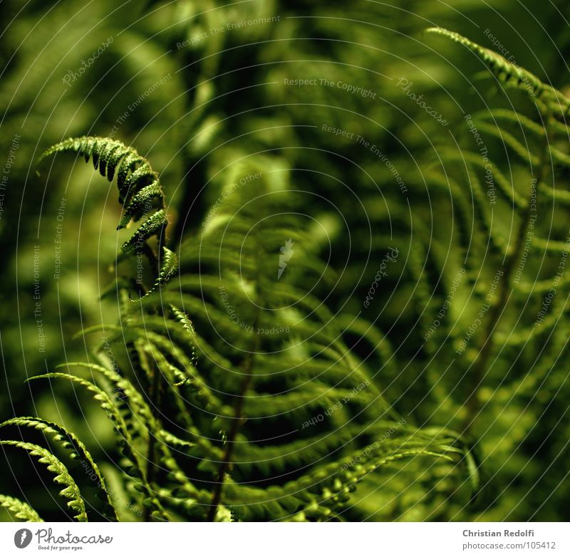 fern Green Greeny-yellow Blur Yellow Plant Shaft of light Wet Summer sharp-blurred Pteridopsida Garden Shadow wet-loving shadow-loving