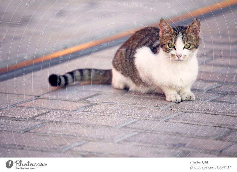 Look at me. Animal Pet Cat 1 Loneliness Cat eyes Cat's paw Cat lover Sit Colour photo Subdued colour Exterior shot Close-up Detail Experimental Abstract