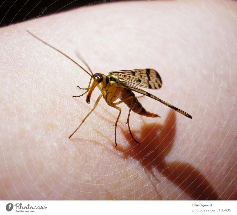 UFI without landing permission Insect Trunk Feeler Pattern Tails Macro (Extreme close-up) Clearance to land Refuse Emergency landing Stand Looking Close-up