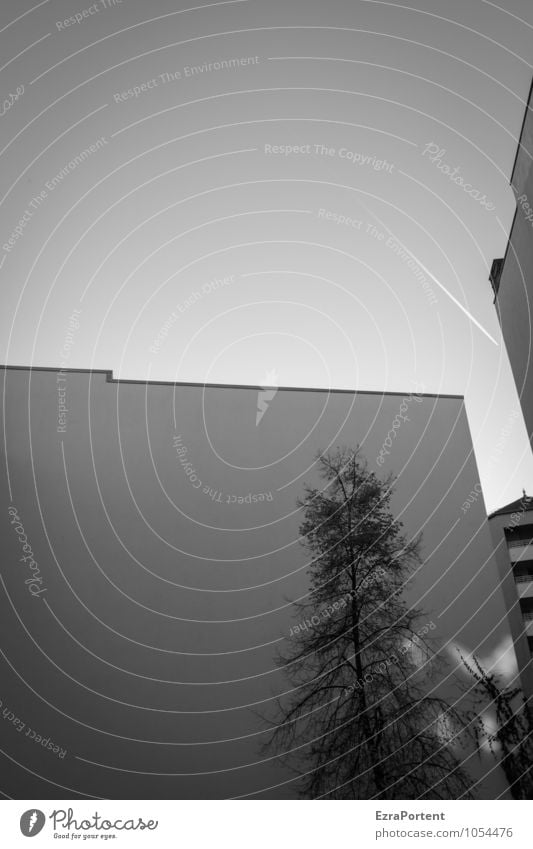 Backyard. Sky Cloudless sky Plant Tree Town House (Residential Structure) Manmade structures Building Architecture Wall (barrier) Wall (building) Facade Line